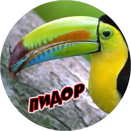 Очень злые птички Telegram sticker pack
