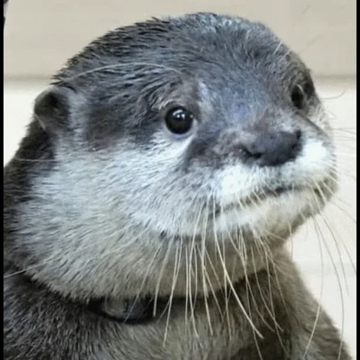 VidroMemi_Part2 sticker 11