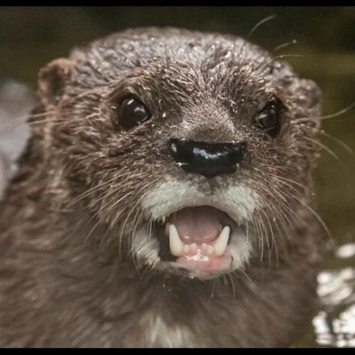 VidroMemi_Part2 sticker 102