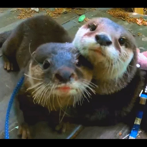 VidroMemi_Part2 sticker 105