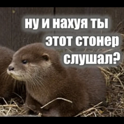 VidroMemi_Part2 sticker 106