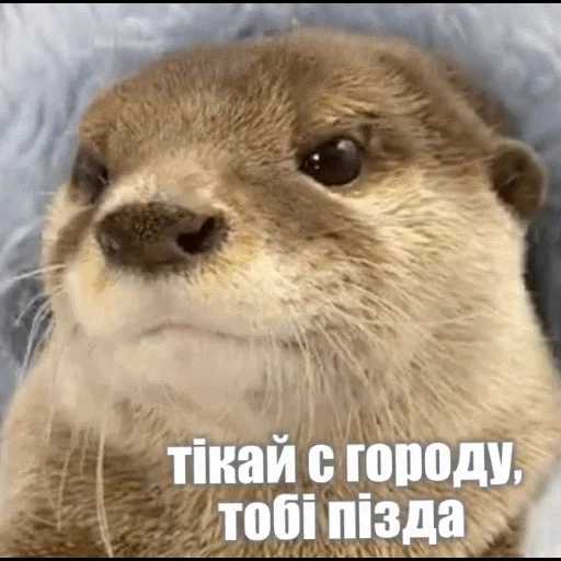 VidroMemi_Part2 sticker 107