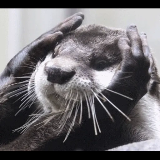 VidroMemi_Part2 sticker 108