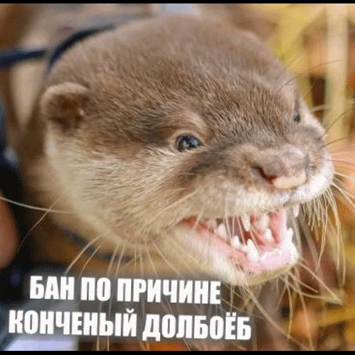 VidroMemi_Part2 sticker 111