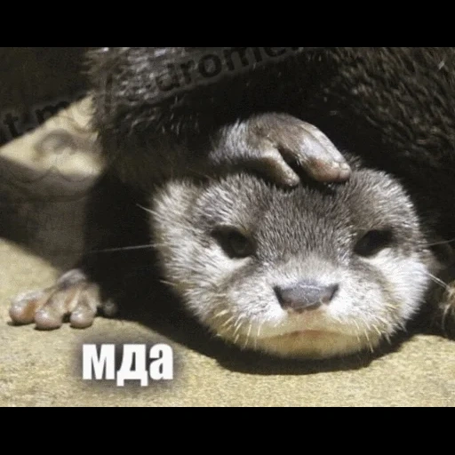 VidroMemi_Part2 sticker 113