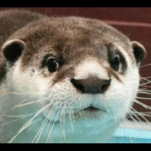 VidroMemi_Part2 sticker 114