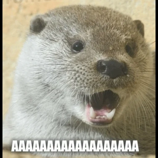 VidroMemi_Part2 sticker 116