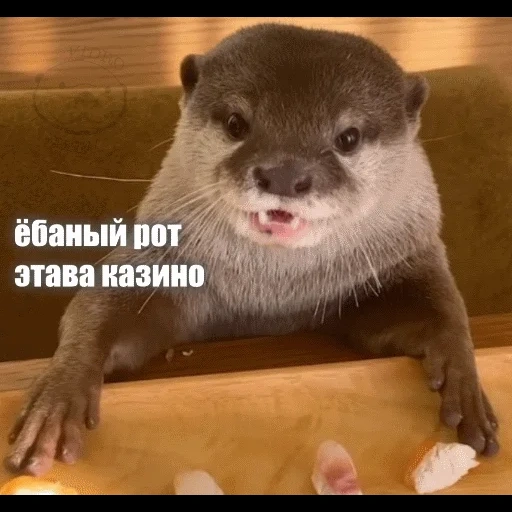 VidroMemi_Part2 sticker 14