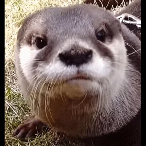 VidroMemi_Part2 sticker 17