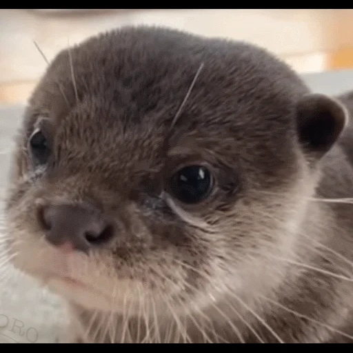 VidroMemi_Part2 sticker 18