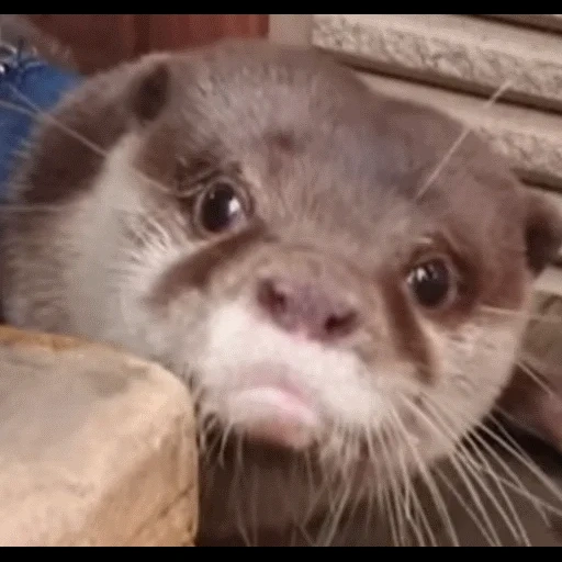 VidroMemi_Part2 sticker 19