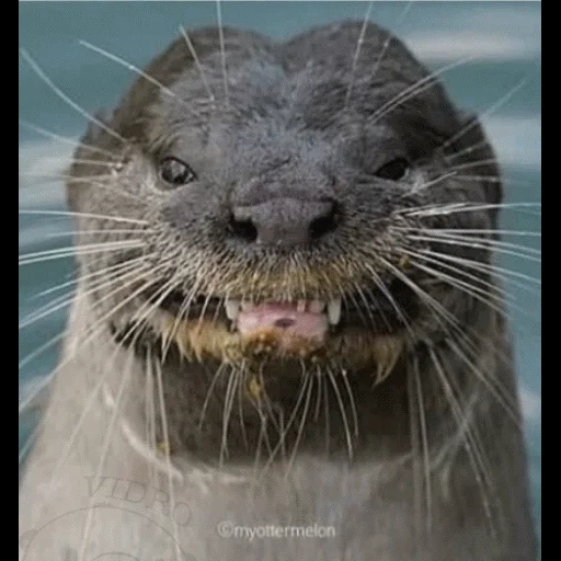 VidroMemi_Part2 sticker 20