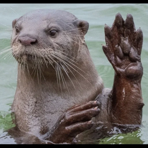 VidroMemi_Part2 sticker 21