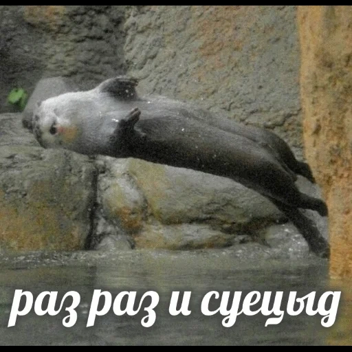 VidroMemi_Part2 sticker 22