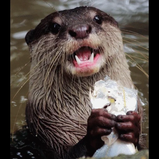 VidroMemi_Part2 sticker 24