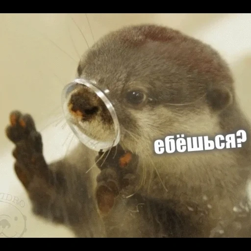 VidroMemi_Part2 sticker 26