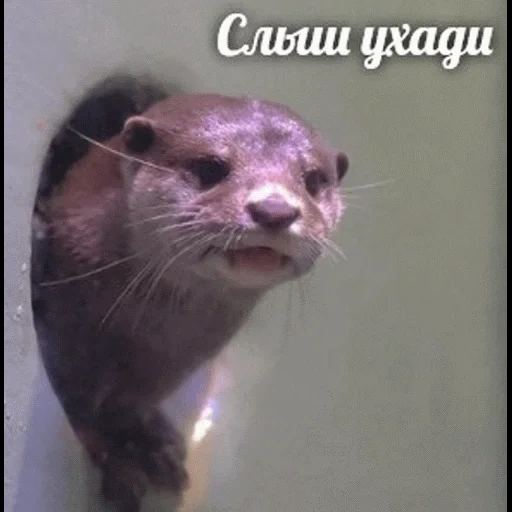 VidroMemi_Part2 sticker 28