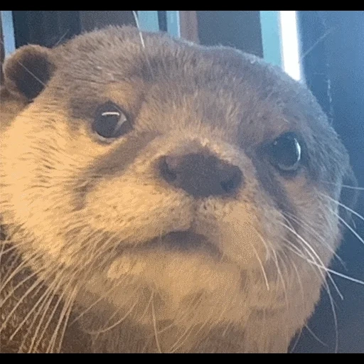 VidroMemi_Part2 sticker 30