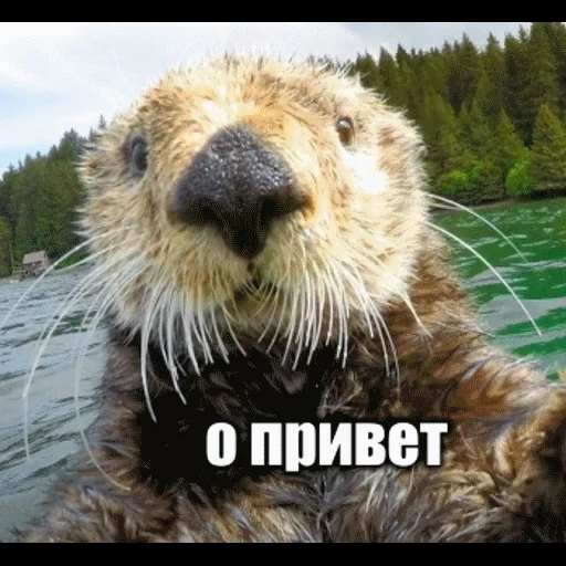 VidroMemi_Part2 sticker 31