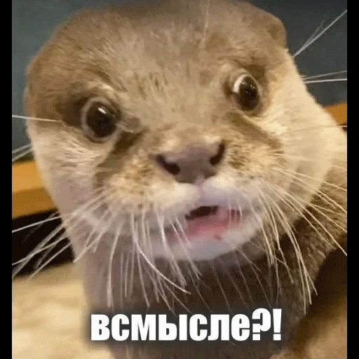 VidroMemi_Part2 sticker 32