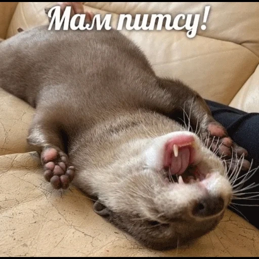 VidroMemi_Part2 sticker 34