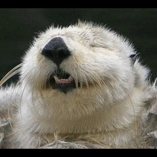 VidroMemi_Part2 sticker 37