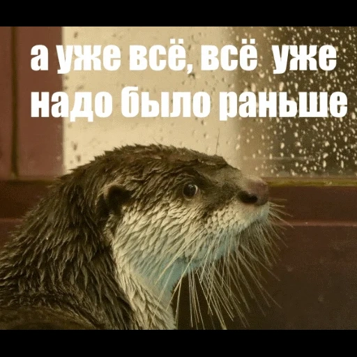 VidroMemi_Part2 sticker 38