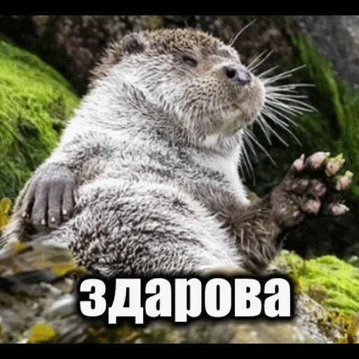 VidroMemi_Part2 sticker 39