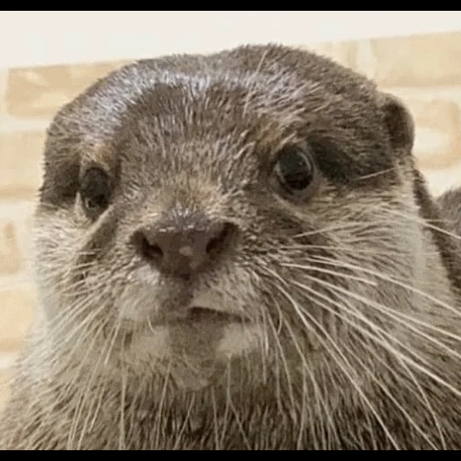 VidroMemi_Part2 sticker 41