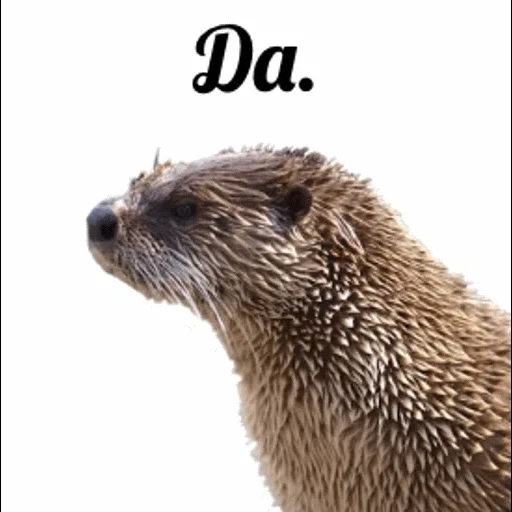 VidroMemi_Part2 sticker 42