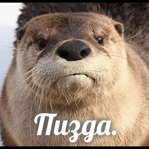 VidroMemi_Part2 sticker 44