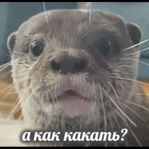 VidroMemi_Part2 sticker 45