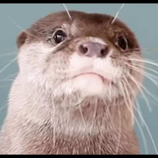 VidroMemi_Part2 sticker 46