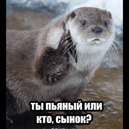 VidroMemi_Part2 sticker 6