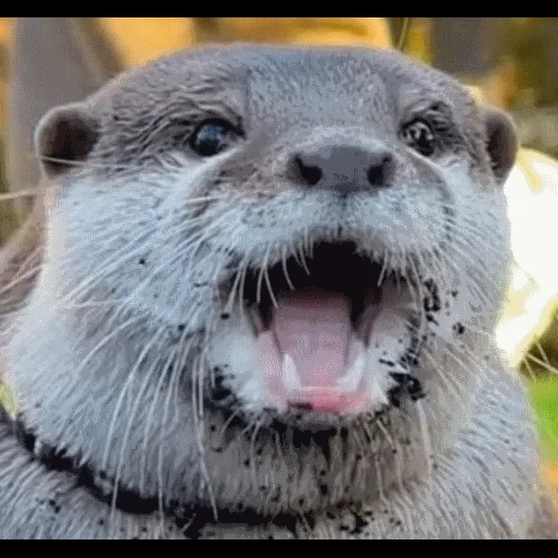 VidroMemi_Part2 sticker 51