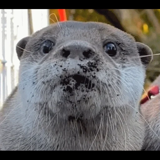 VidroMemi_Part2 sticker 52