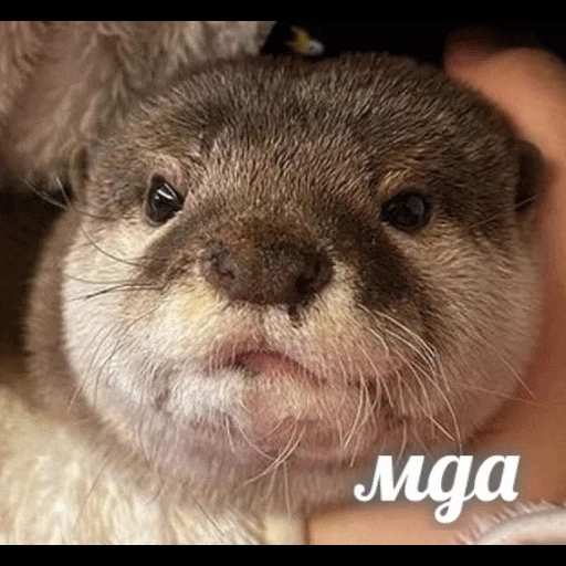 VidroMemi_Part2 sticker 53