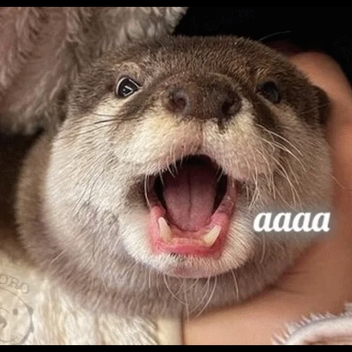 VidroMemi_Part2 sticker 54