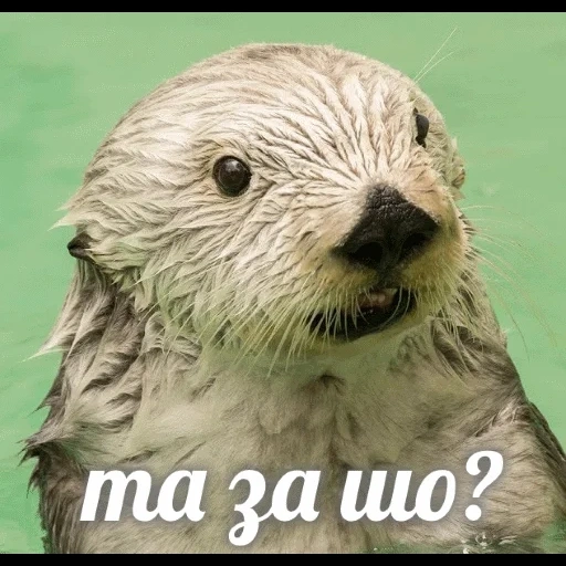 VidroMemi_Part2 sticker 55