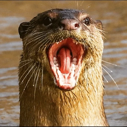 VidroMemi_Part2 sticker 56