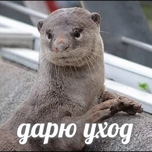 VidroMemi_Part2 sticker 58