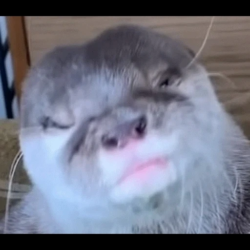 VidroMemi_Part2 sticker 60