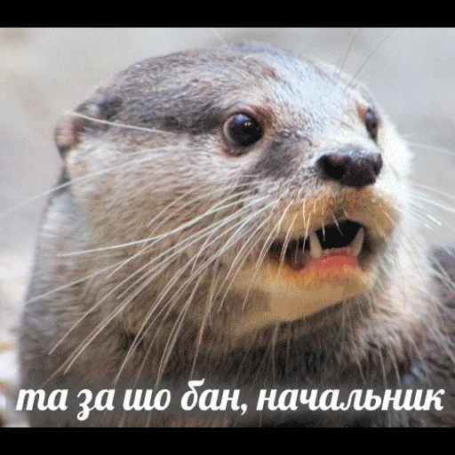 VidroMemi_Part2 sticker 7