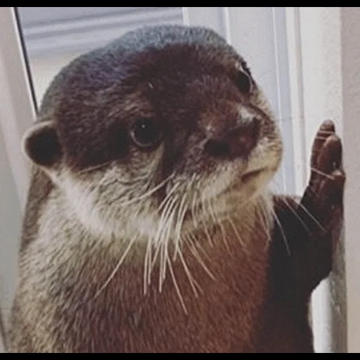 VidroMemi_Part2 sticker 61