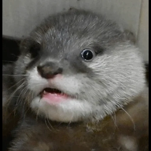 VidroMemi_Part2 sticker 62