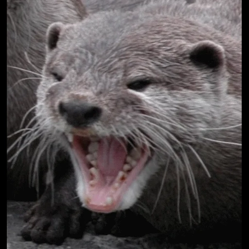 VidroMemi_Part2 sticker 66