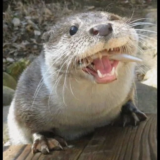 VidroMemi_Part2 sticker 67