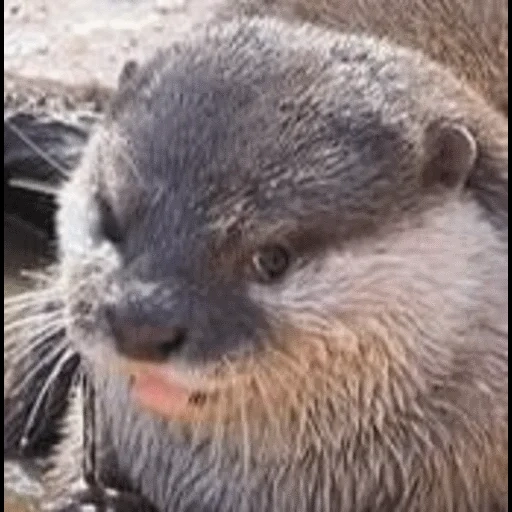 VidroMemi_Part2 sticker 69