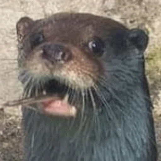 VidroMemi_Part2 sticker 8