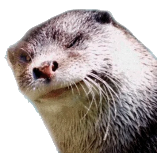 VidroMemi_Part2 sticker 71